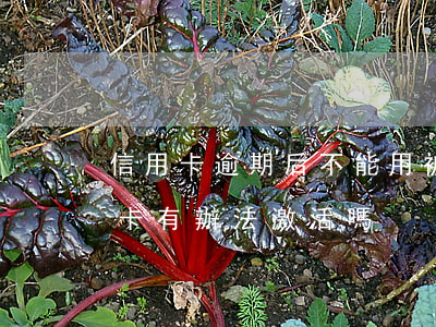 信用卡逾期后不能用被停了(逾期停用的信用卡有辦法激活嗎)