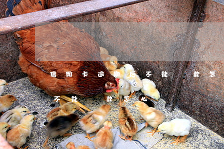 信用卡逾期后不能貸款怎么辦 信用卡逾期后不能貸款怎么辦