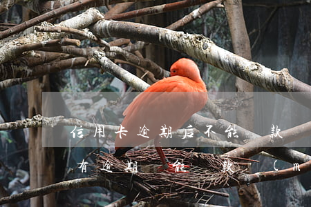 信用卡逾期后不能貸款買(mǎi)房(信用有逾期還能貸款買(mǎi)房嗎)