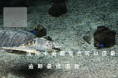 信用卡逾期后也可以還最低還款嗎-信用卡 逾期 最低還款