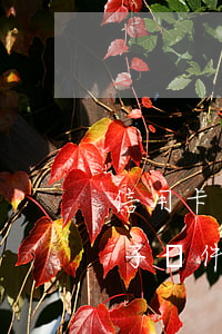 信用卡逾期后使用(信用卡逾期后使用不了葉子軟件嗎?)