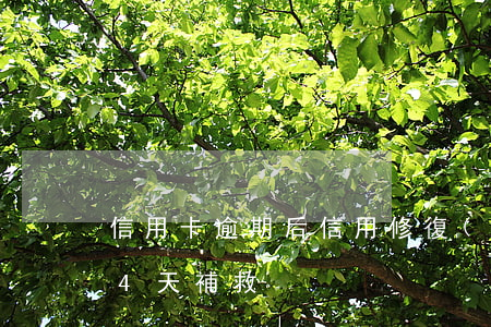 信用卡逾期后信用修復(fù)(信用卡逾期4天補救)