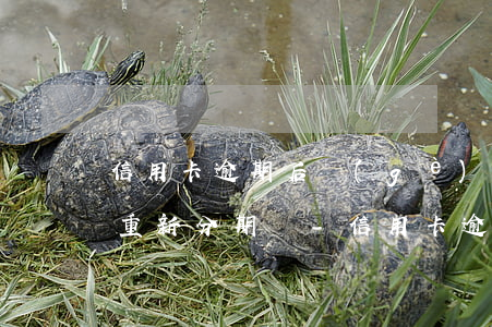 信用卡逾期后個(gè)人協(xié)商重新分期還-信用卡逾期后個(gè)人協(xié)商重新分期還款