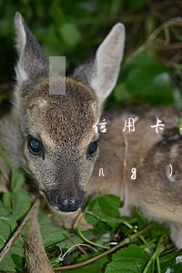 信用卡逾期后儲(chǔ)蓄卡自動(dòng)劃扣 同一家銀行信用卡逾期了會(huì)從儲(chǔ)蓄卡直接劃扣嗎