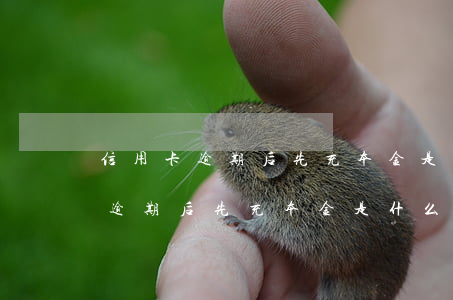 信用卡逾期后先充本金是什么時間-信用卡逾期后先充本金是什么時間扣款