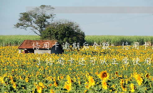 信用卡逾期后全额-信用卡逾期后全额还款了,信用卡还可以正常使用