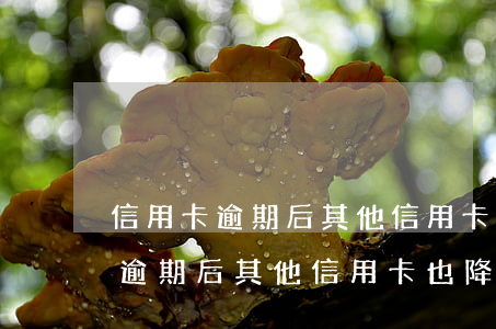 信用卡逾期后其他信用卡也降額了-信用卡逾期后其他信用卡也降額了怎么辦