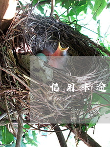 信用卡逾期后再分期怎么辦(逾期了怎么分期)