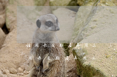 信用卡逾期后再用三個(gè)月注銷了(信用卡逾期后再用三個(gè)月注銷了會(huì)怎么樣)