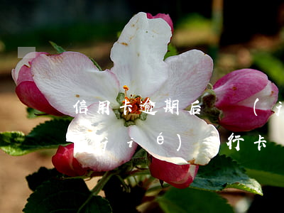 信用卡逾期后凍結(jié)銀行(法院凍結(jié)銀行卡導(dǎo)致信用卡逾期怎么辦)