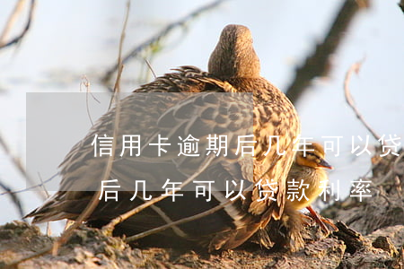 信用卡逾期后几年可以贷款利率(信用卡逾期后几年可以贷款利率)