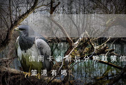 信用卡逾期后分期政策(信用卡逾期后分期政策還有嗎)