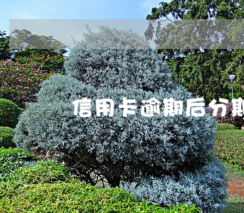 信用卡逾期后分期還有效嗎(信用卡分期逾期)