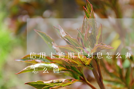 信用卡逾期后利息怎么办(欠信用卡逾期利息怎么算)