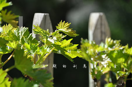 信用卡逾期后利息怎么收取(被拘留期間信用卡逾期的利息違約金)
