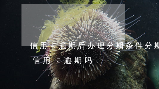 信用卡逾期后办理分期条件(分期卡逾期属于信用卡逾期吗)