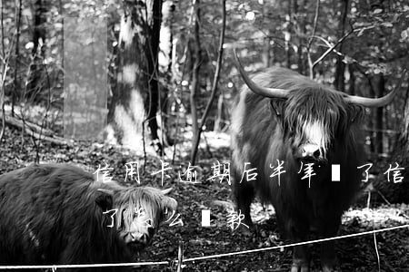 信用卡逾期后半年沒了(信用卡逾期后半年沒了怎么還款) 信用卡逾期后半年沒了(信用卡逾期后半年沒了怎么還款)