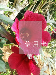 信用卡逾期后協(xié)商不了怎么辦 欠信用卡逾期半年還能不能協(xié)商