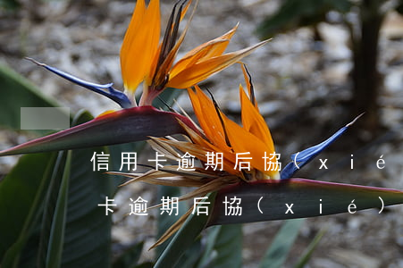 信用卡逾期后協(xié)商不成功呢(信用卡逾期后協(xié)商不成功呢)