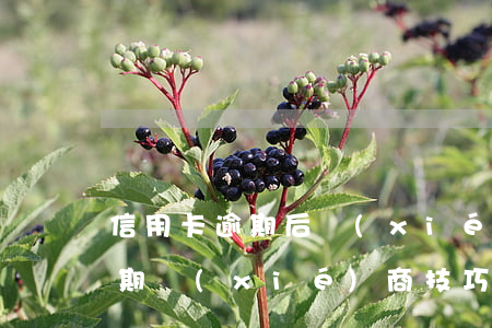 信用卡逾期后協(xié)商技巧(信用卡逾期協(xié)商技巧貼吧)