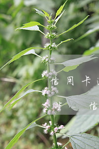 信用卡逾期后協(xié)商還本金需要哪些-信用卡逾期后協(xié)商還本金需要哪些手續(xù)