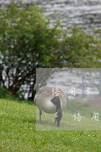 信用卡逾期后卡片無(wú)效是怎么回事-信用卡逾期后卡片無(wú)效是怎么回事啊