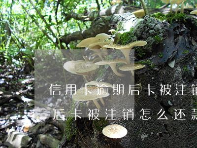信用卡逾期后卡被注销怎么还款(信用卡逾期后卡被注销怎么还款)