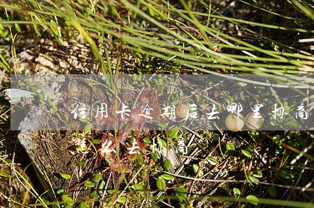 信用卡逾期后去哪里协商还款(欠信用卡逾期怎么去协商)