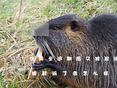 信用卡逾期后又被起诉了-信用卡逾期后又被起诉了会怎么样