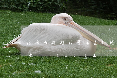 信用卡逾期后可以去外地打工嗎(欠信用卡能出國務(wù)工嗎)