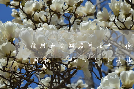 信用卡逾期后可以申請停息么 貸款有逾期信用卡會(huì)被停嗎