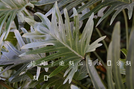 信用卡逾期后可以辦分期嗎(有逾期可以辦分期嗎)