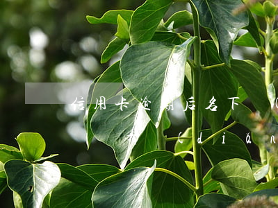 信用卡逾期后名下沒(méi)有房子(冰箱兩邊有點(diǎn)鼓正常嗎)