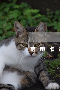 信用卡逾期后哪些費用標準(信用卡 逾期 費用)