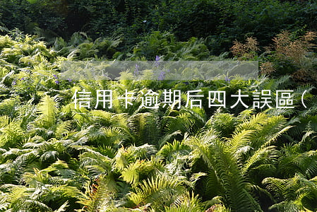 信用卡逾期后四大誤區(qū)(信用卡逾期)