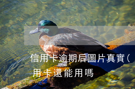 信用卡逾期后圖片真實(shí)(逾期后信用卡還能用嗎)