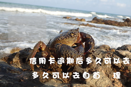 信用卡逾期后多久可以去自首(信用卡逾期后多久可以去自首處理)
