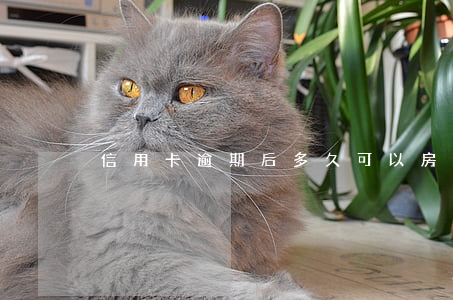 信用卡逾期后多久可以房貸