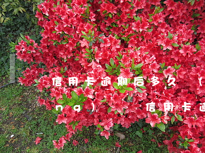 信用卡逾期后多久會(huì)自動(dòng)銷戶(信用卡逾期后多久會(huì)自動(dòng)銷戶了)