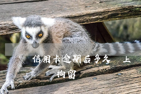 信用卡逾期后多久給上訴-欠信用卡逾期起訴會拘留嗎