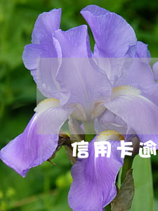 信用卡逾期后大家都只還本金嗎