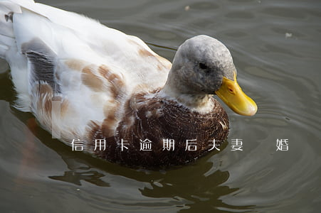 信用卡逾期后夫妻離婚還受影響嗎