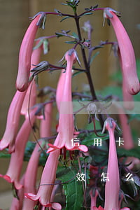 信用卡逾期后失效怎么還款(信用卡逾期后失效怎么還款)