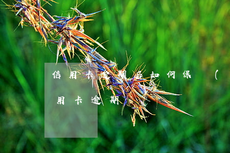 信用卡逾期后如何保護(hù)(怎樣避免信用卡逾期)