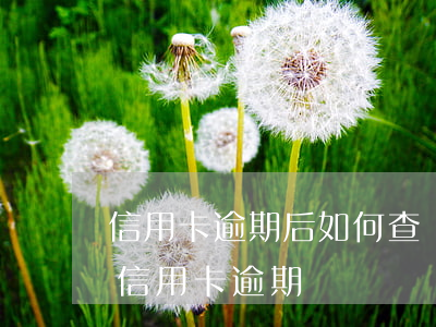 信用卡逾期后如何查詢債務(wù)(怎樣查信用卡逾期)