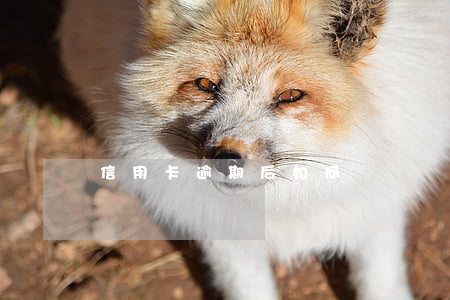 信用卡逾期后如何歸還