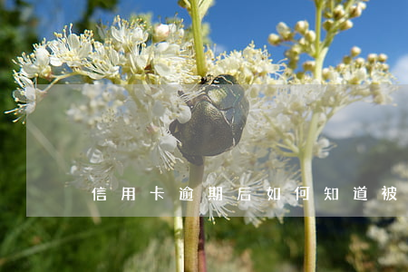 信用卡逾期后如何知道被起訴了嗎