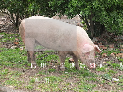 信用卡逾期后如何辦理撤銷(如何處理逾期的信用卡)