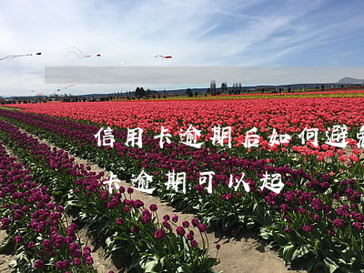 信用卡逾期后如何避免被被起訴(別人用信用卡逾期可以起訴嗎)