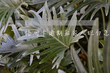 信用卡逾期后家人坦白怎么辦